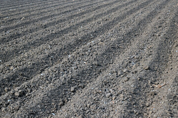 Top Aerial view of furrows row pattern in a plowed field prepared for planting crops in spring. Growing wheat crop in springtime