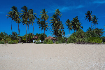 Tangalle, Sri lanka, 02.06.2014: beach with palm trees and hut
