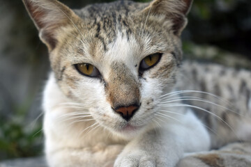 Naklejka na ściany i meble Closeup shot of a cat on a blurred background