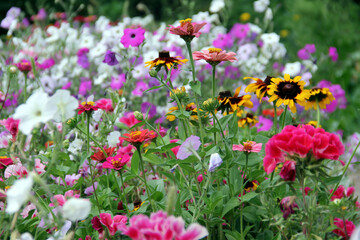 Obraz premium Soft focus of a variety of colorful flowers blooming at a garden in springtime