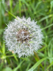 Dandelion fluff on a dandelion in the garden.