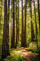 Fototapeta na wymiar Redwoods, Big Basin State Park