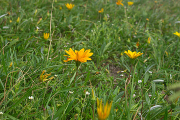 Yellow flowers in the garden on a sunny day.