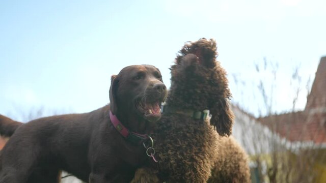Two dogs a Labrador and a puppy are playing in the garden