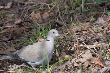 Mourning dove resting on the ground.    North Vancouver BC Canada　

