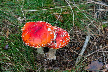 Fliegenpilze im Wald