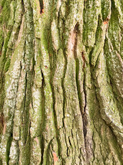 Old cracked wood bark texture, background close-up, natural pattern