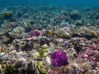 Fototapeta na wymiar Korallenriff/rotes Meer