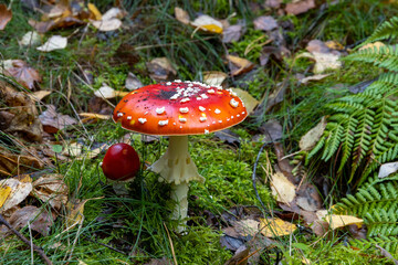 Fliegenpilze im Wald