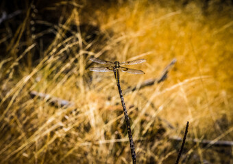 Dragonfly on a summer day.