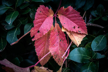 Autumn leaves background