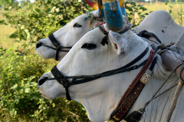 Fototapeta na wymiar Closeup shot of white cows with carriage on a blurred background