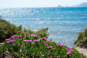 Carpobrotus flowers in early spring by the sea