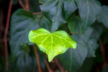 Green leaves background
