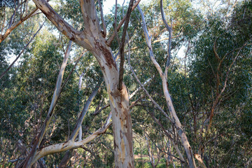 eucalypt trees in bushland