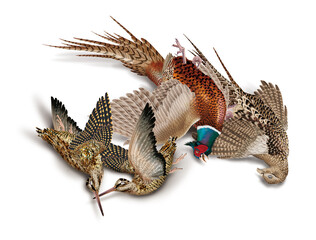oiseau, bécassedes bois, faisans, nature morte, la chasse, en vol, tiré, nature, ailes, faune, sauvage, chasseur, tué, animal, ciel, blanc, chasse, bec, brun