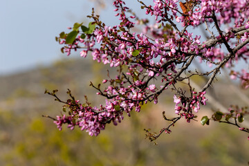 Tree branches (Cercis siliquastrum) with pink flowers close-up