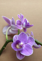 Purple flowers of Violet Queen phalaenopsis orchid on a beige background with a place for an inscription, flower arrangement for a greeting card, cover, etc., selective focus, vertical orientation
