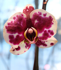 Spotted phalaenopsis orchid flower of Fortaleza cultivar, selective focus, blurred background, square composition