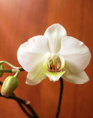 Fototapeta na wymiar White phalaenopsis flower, macro photography, in-frame focus, blurred background.