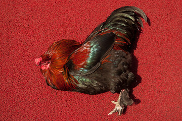 Colombo, Sri Lanka, 02/16/2014: rooster lying on a red carpet