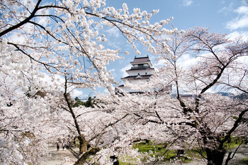 満開の桜と会津若松鶴ヶ城