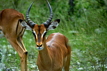Fototapeta premium Impala