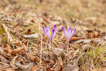 Saffron flowers on the meadow during spring season.