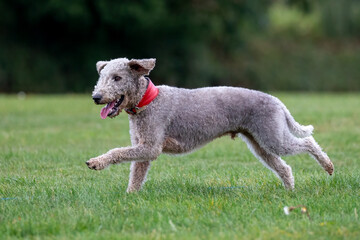 Fototapeta premium Bedlington Terrier running