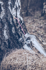 Collecting birch sap in spring season.High quality photo