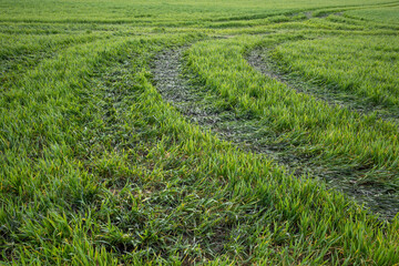 Outdoor sunny landscape view, trace of vehicle tire wheel tread mark on the grass, run through...