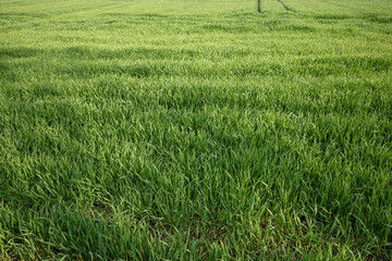 Top view over green agricultural field and meadow.