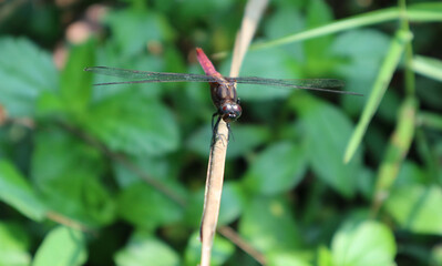 Close-up view of the front,including the face and eyes of a red dragonfly on a dry leaf