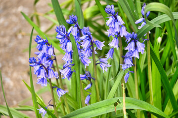 青紫色のシラー・カンパニュラータの花
