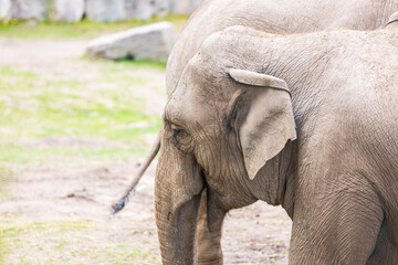 Fototapeta premium Close up view of elephant head. Beautiful wild animals background. Sweden.