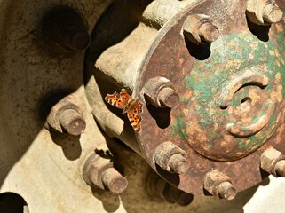  Hoary comma butterfly on wheel hub