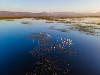 Many Pink Flamingos flying above a wetland, top view, in Kayseri city