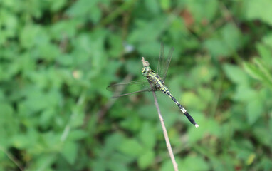 Overhead view of a green and black dragonfly looks around by moving the green eyes while sitting on a dry stick