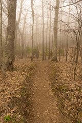 Obraz premium path in the forest foggy spring