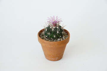 Brain cactus, Echinofossulocactus multicostatus with flower in a terracotta pot on the middle angle view with white 