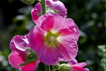 Fototapeta premium Flower of the Hollyhock - Alcea rosea - in the summer, Bavaria, Germany 