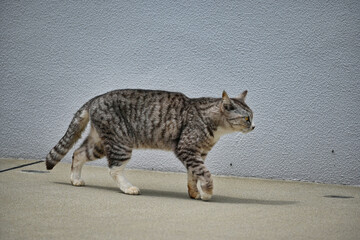 歩いている三毛猫の全身横姿