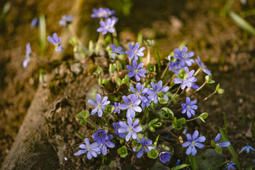 Blue fresh flowers growing in the natural forest. Picture for the illustration of blooming, spring, freshness, blue flowers.