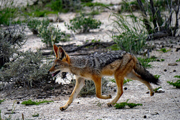 Fototapeta premium Schabrackenschakal