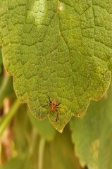 ladybird on leaf