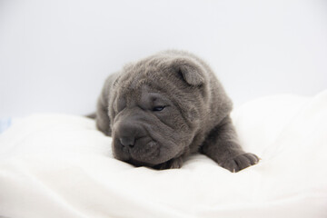 blue shar pei baby puppy
