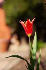 Tulipa 'Aladdin' .Beautiful cultivar of a lily flowered Tulip in Spring