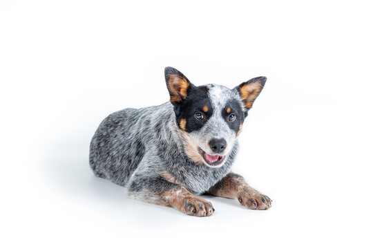 1 957 best australian cattle dog puppy images stock photos vectors adobe stock