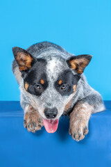 Naklejka na ściany i meble Little puppy of blue heeler or australian cattle dog lying down against blue background with tongue out