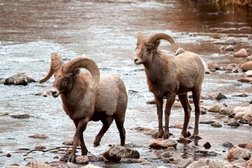 ram leans young ram across river